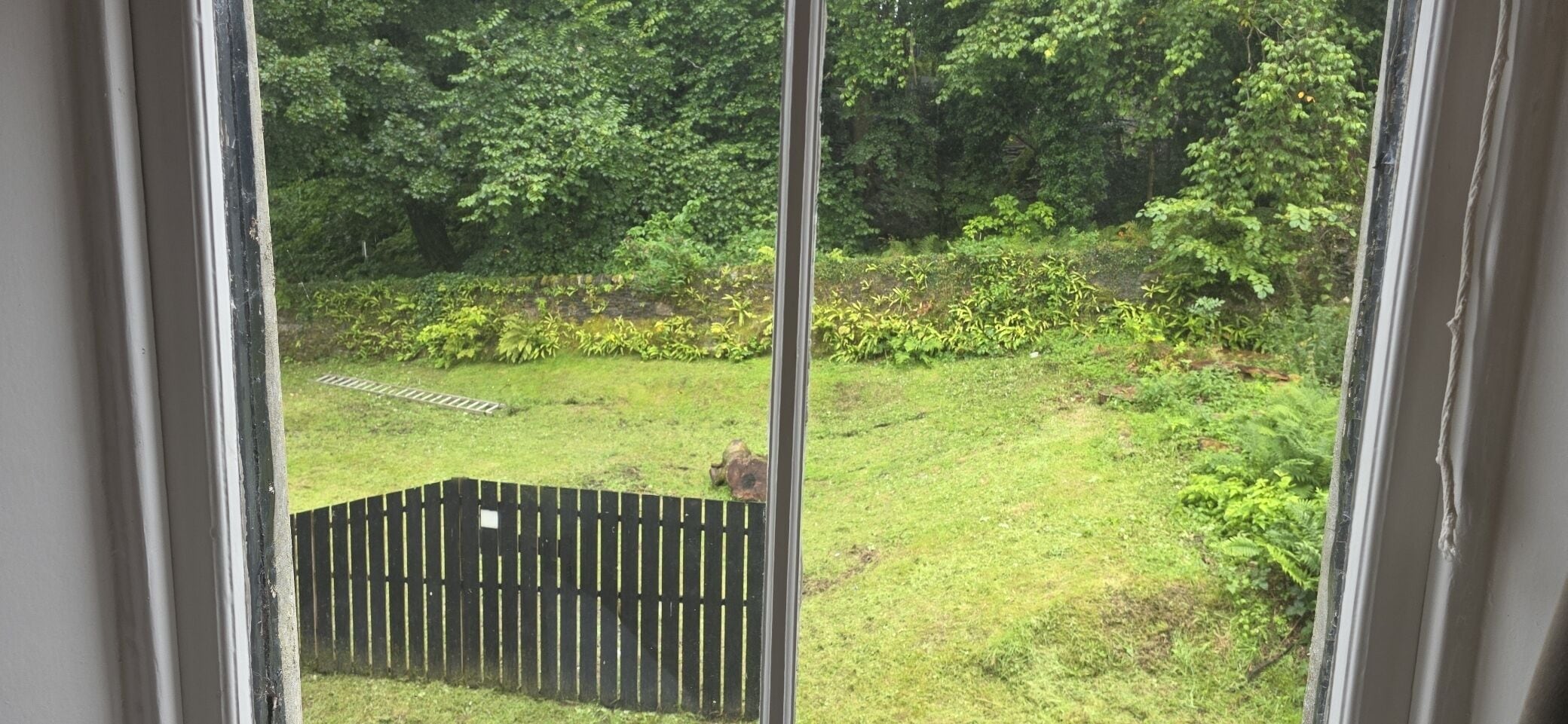 A view through a window of a grassy yard with a wooden fence and dense foliage.