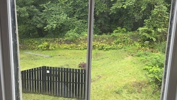 A view through a window of a grassy yard with a wooden fence and dense foliage.