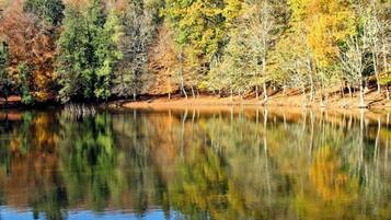 Un lago tranquilo que refleja árboles con follaje otoñal.