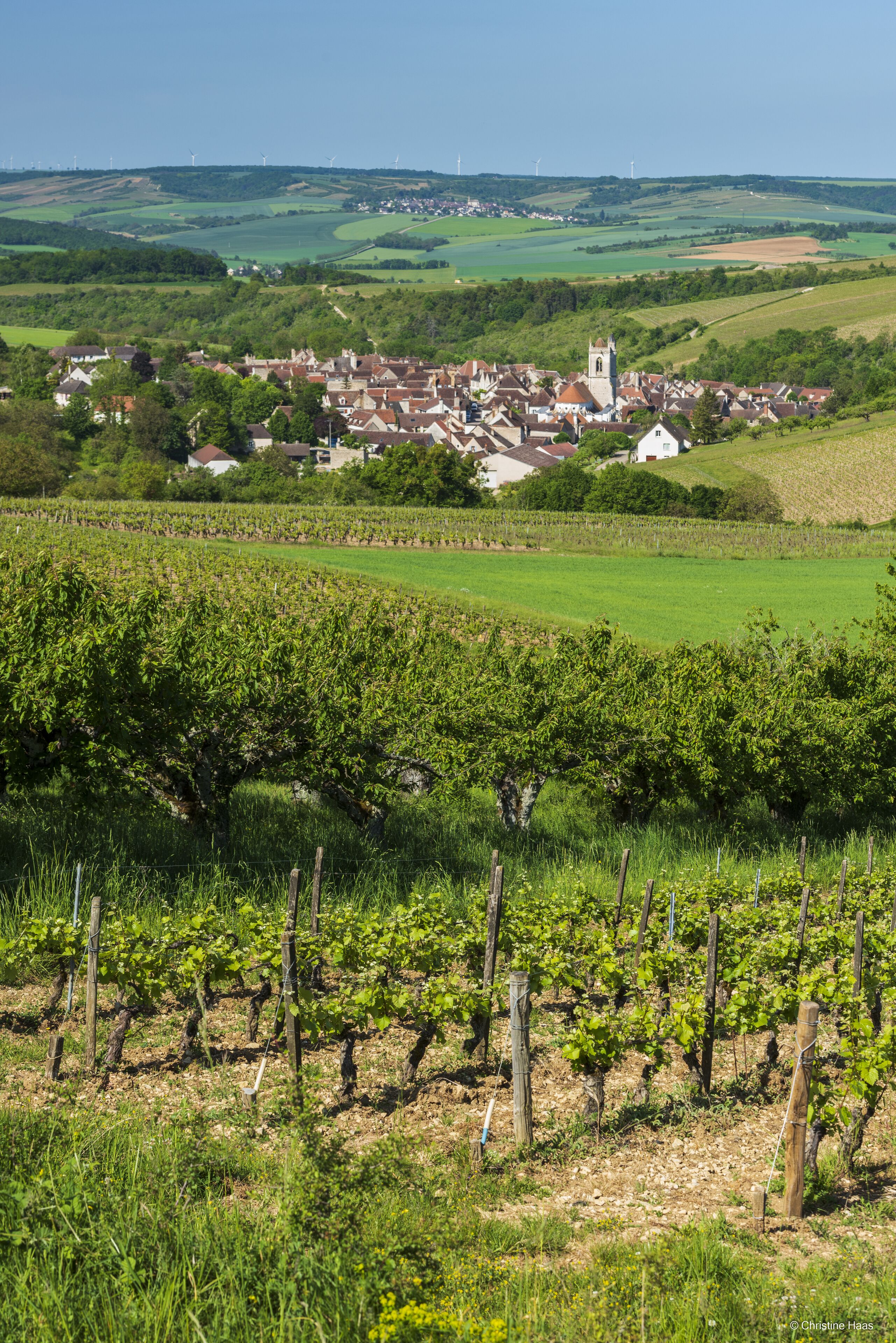 A vineyard with rows of grapevines and a village in the background.