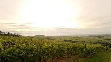 A vineyard with rows of grapevines and a distant view of rolling hills and a small town.