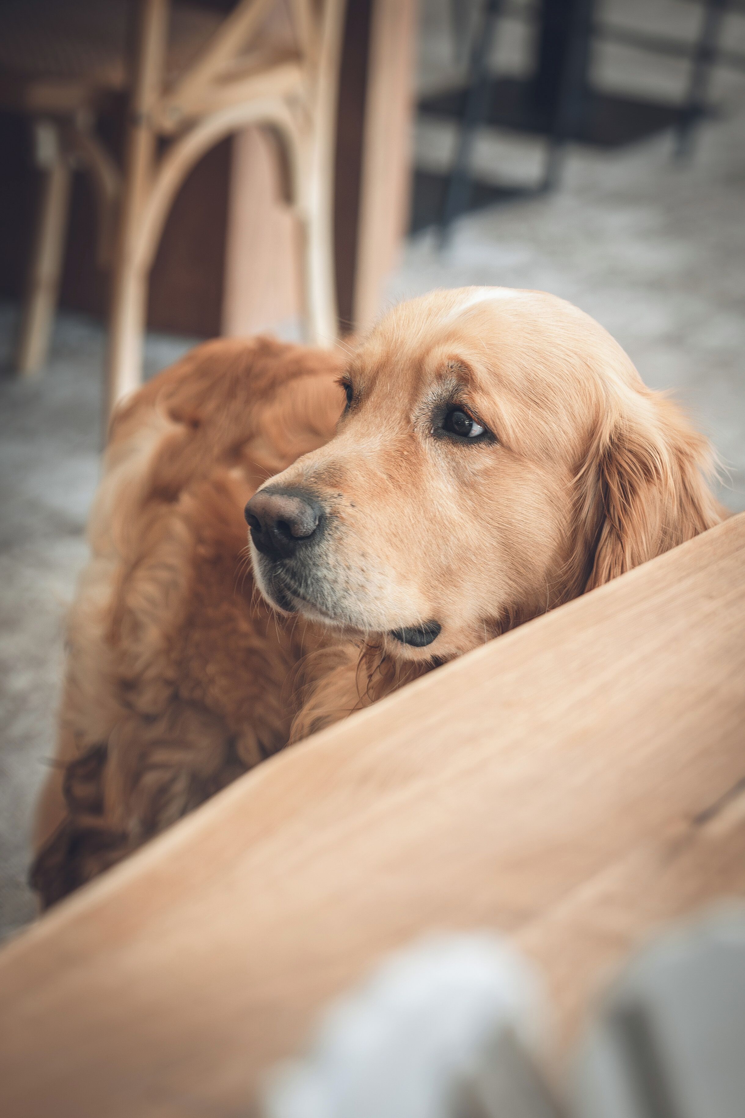 Un perro golden retriever acostado.