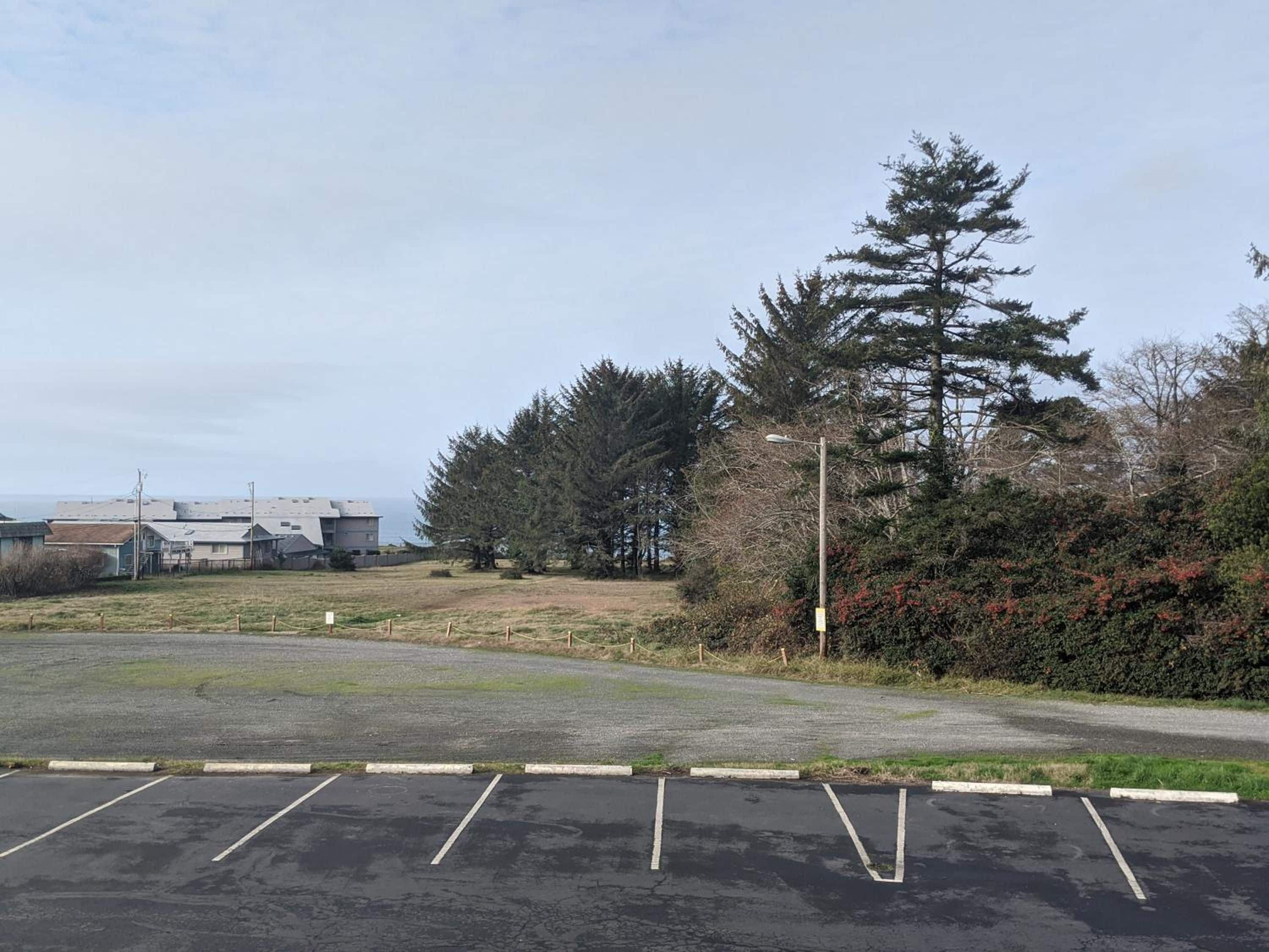A parking lot with marked spaces, a street lamp, and a large coniferous tree.