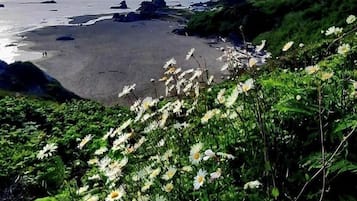 Stroll along the serene beach, surrounded by vibrant flowers and the soothing ocean in the distance.