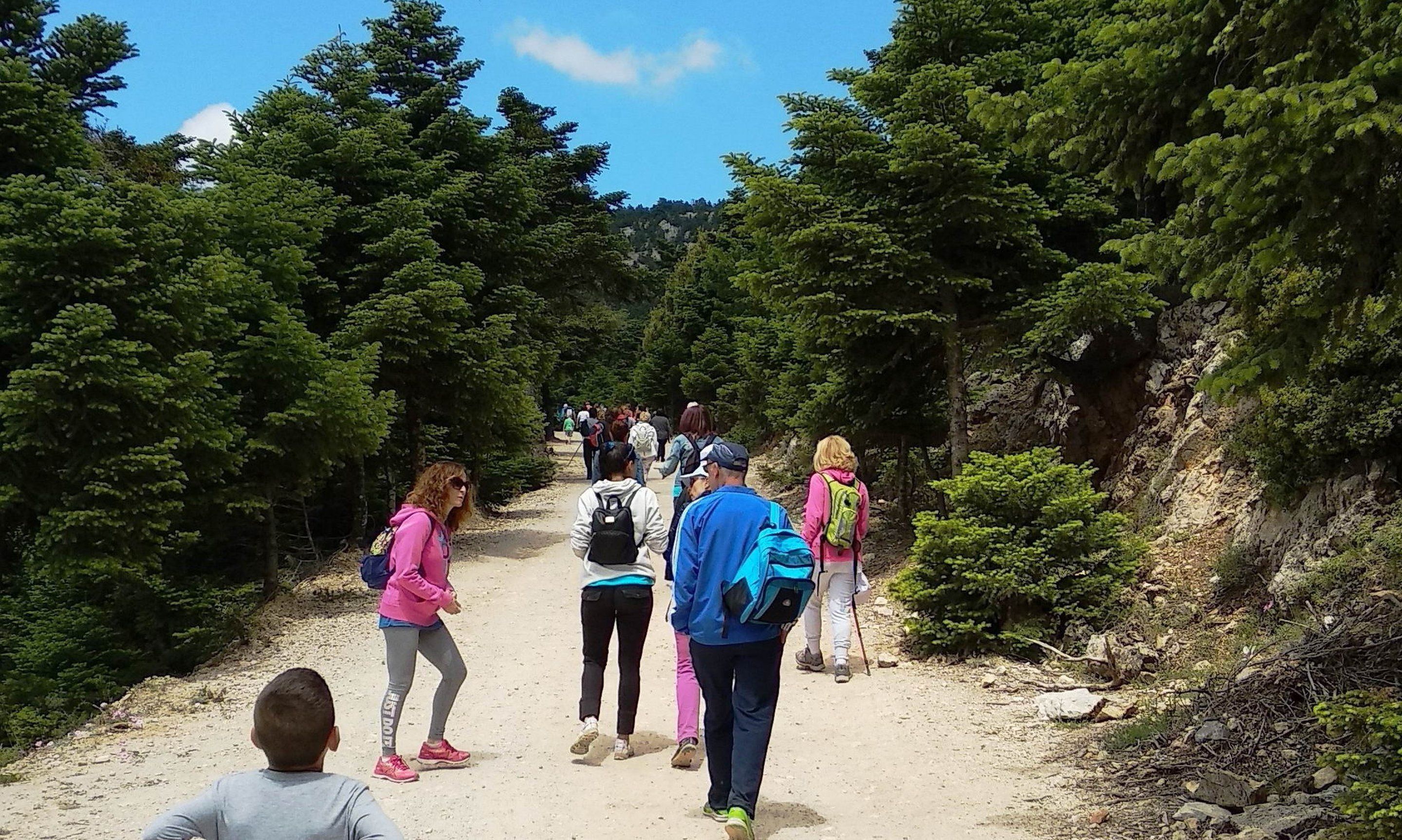 A group of people hiking on a dirt path surrounded by dense forest.