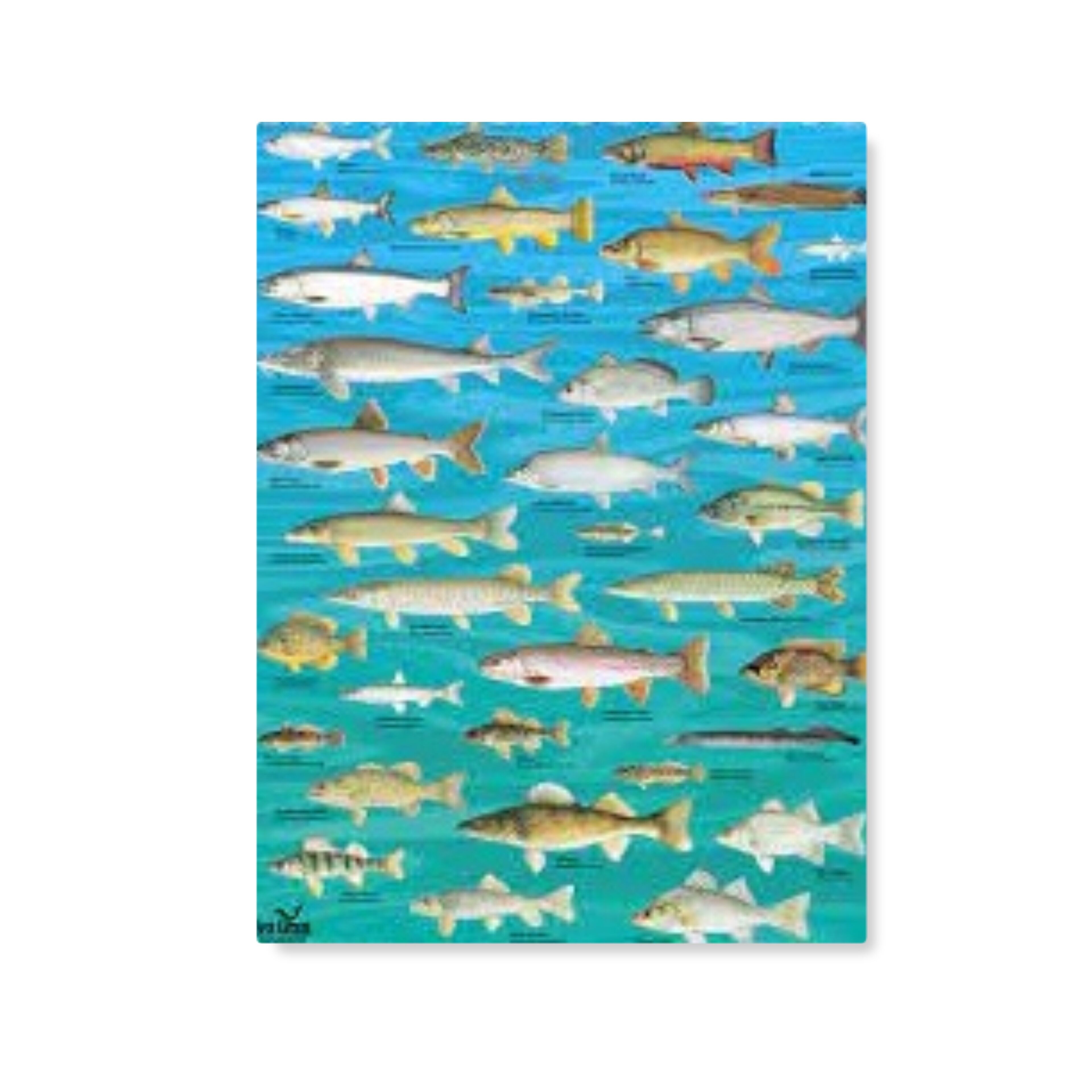 Diversas espécies de peixes em ambiente marinho.