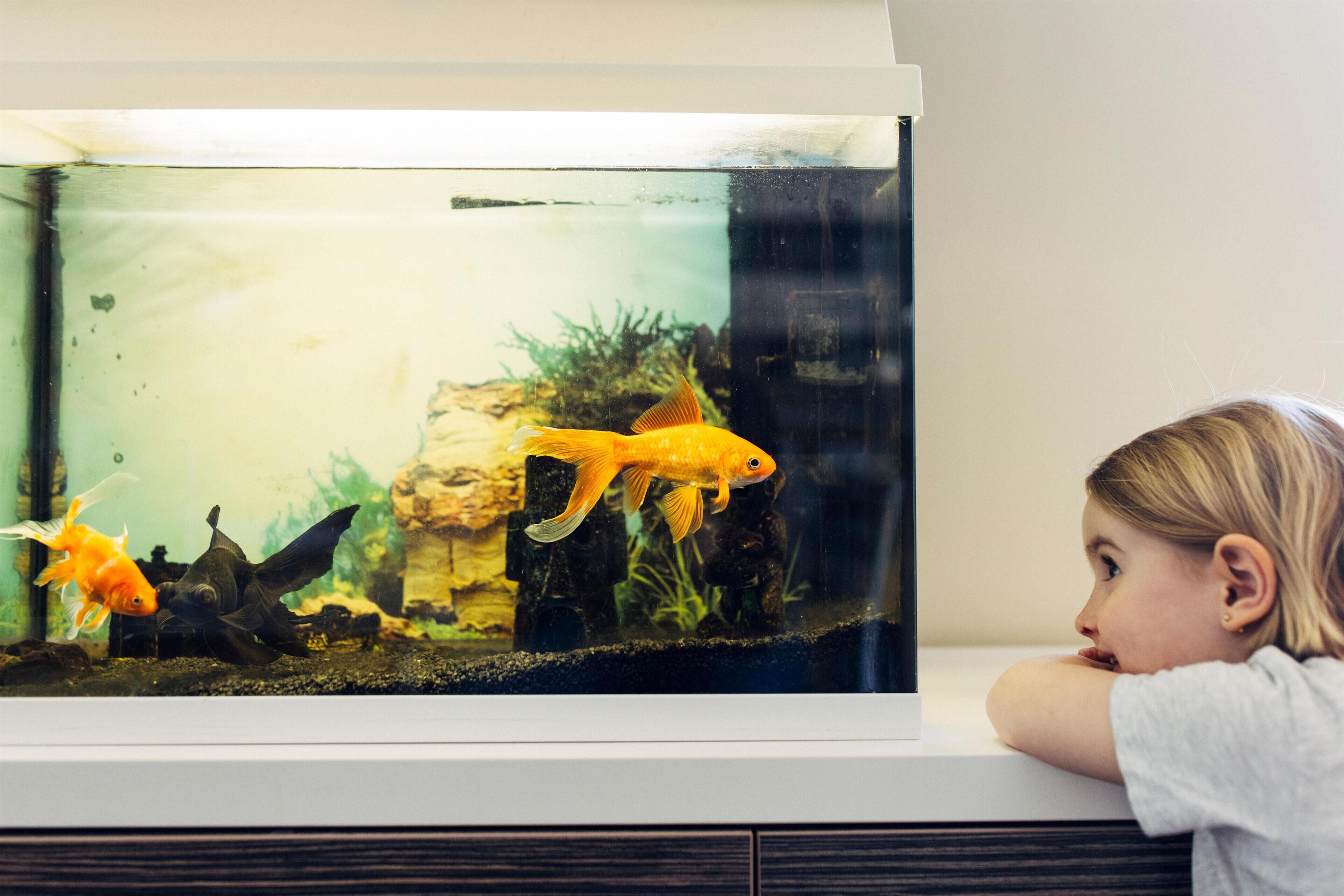 Foto - harry's home Linz-Urfahr hotel & apartments