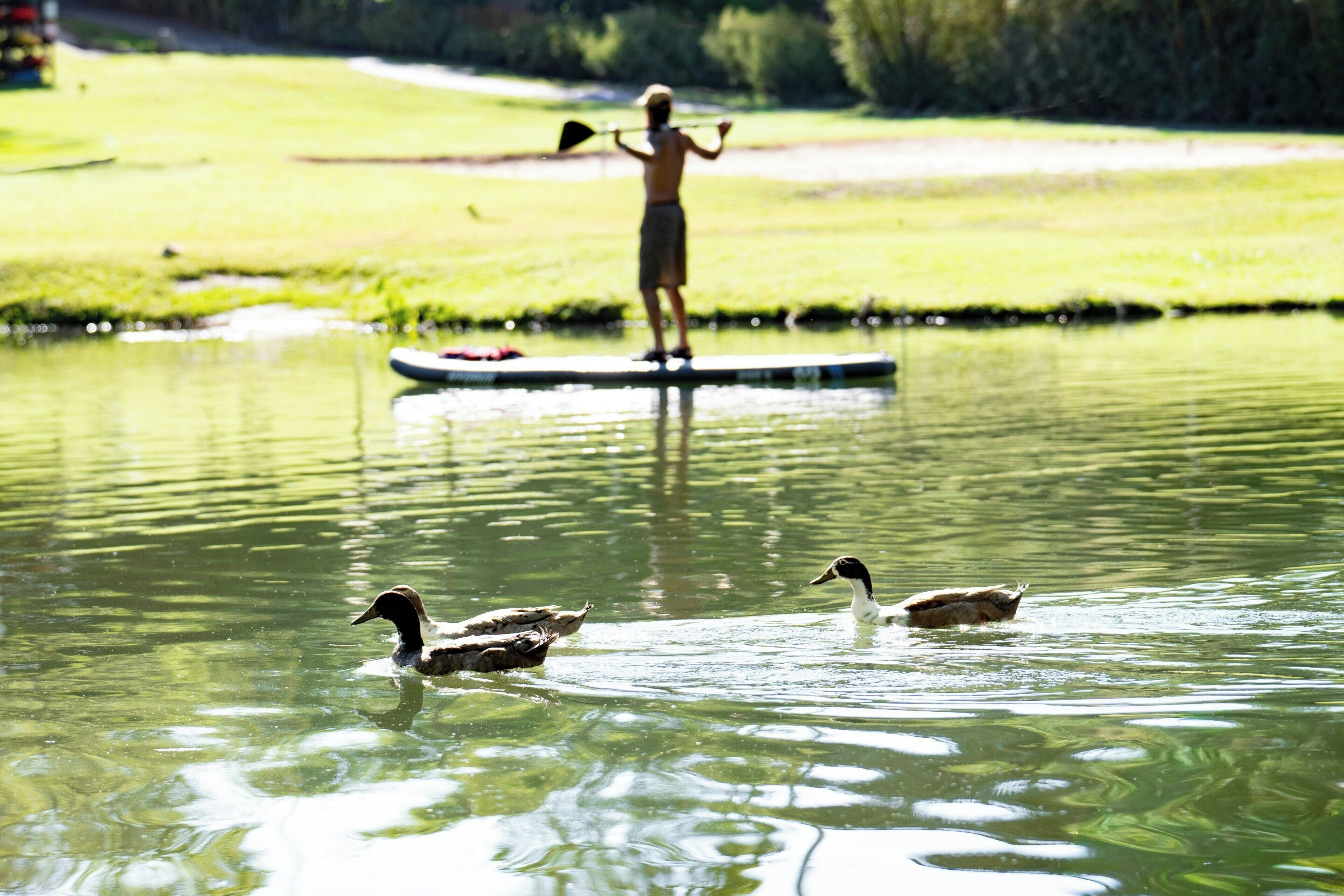 Eine Person steht auf einer schwimmenden Plattform im Wasser, in der Nähe schwimmen Enten.