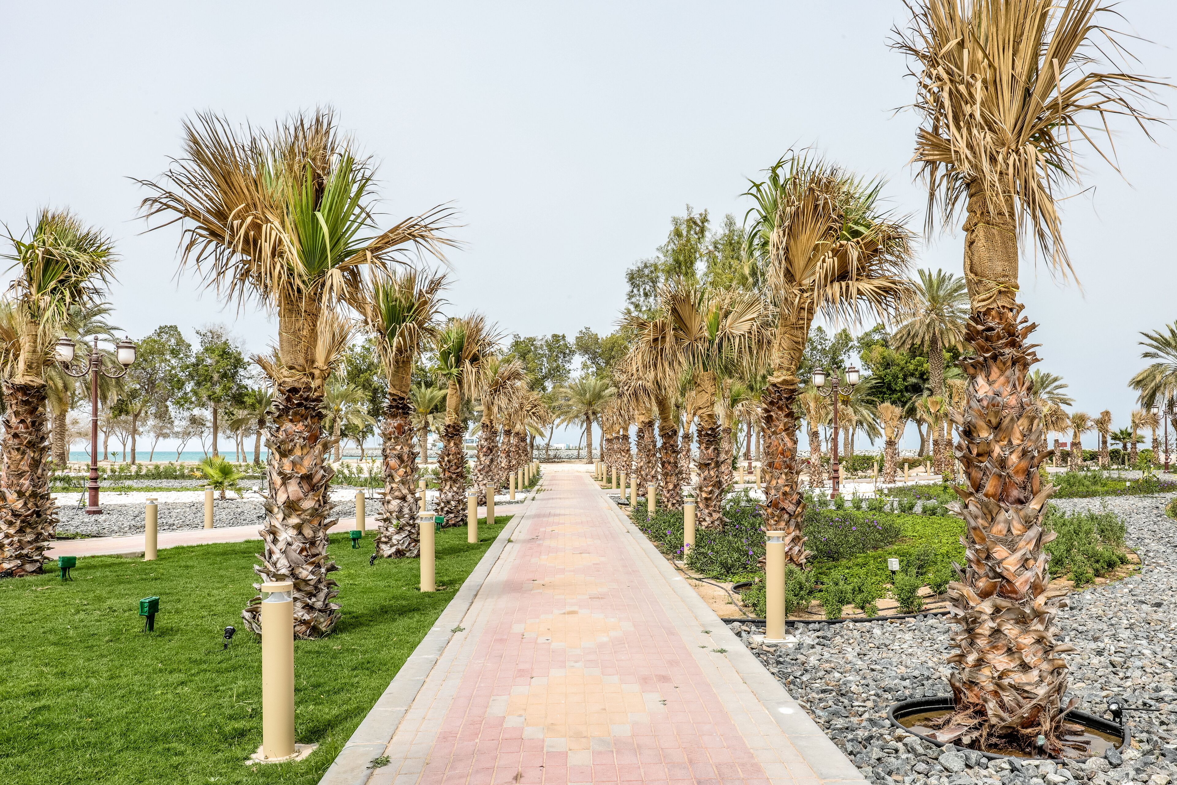 Een pad omzoomd met palmbomen, met een strand op de achtergrond.