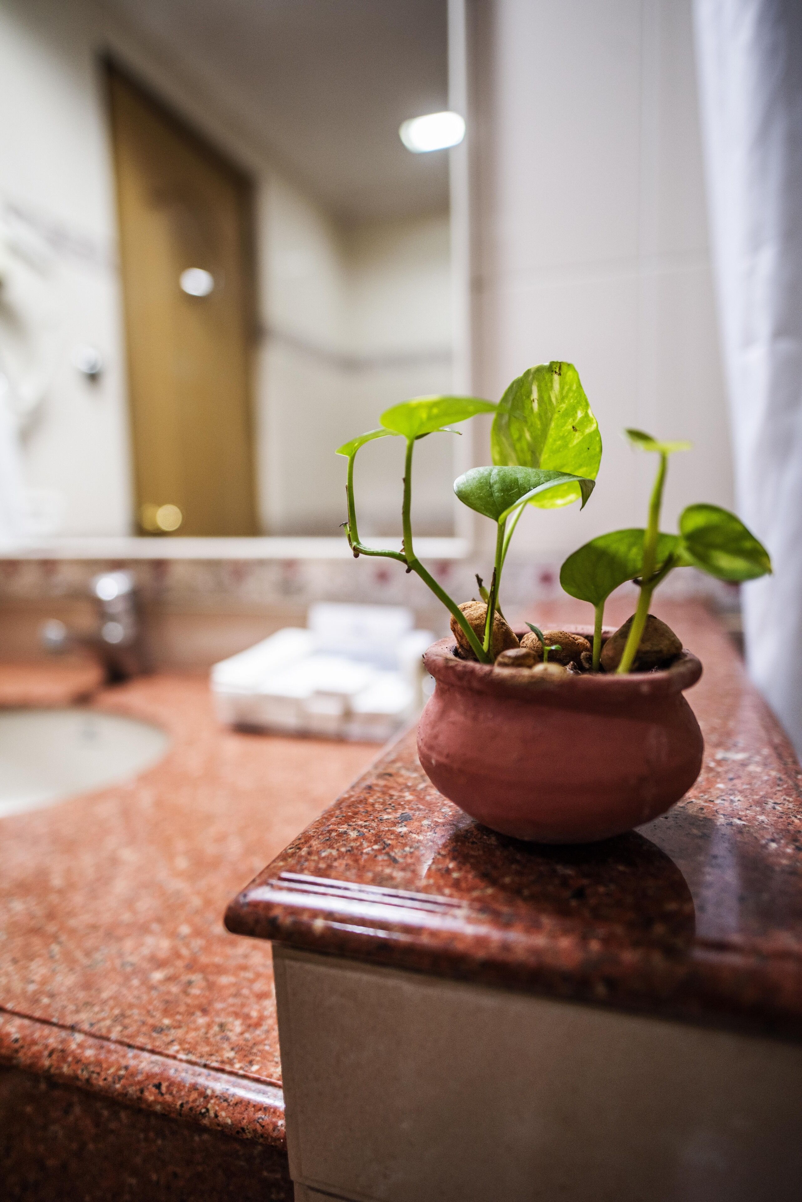 Una planta en maceta sobre una encimera de baño.