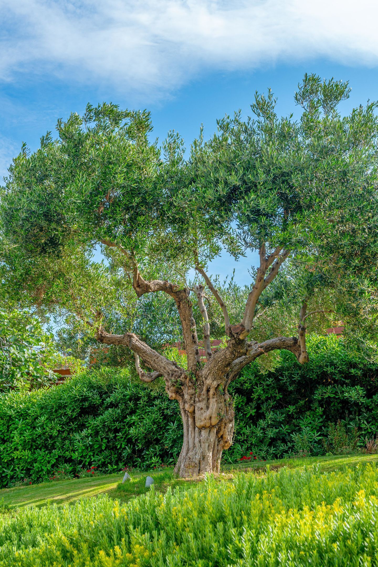 A large tree with a thick trunk and sprawling branches in a well-maintained garden with green grass and bushes.