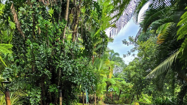 Un sendero empedrado en un entorno verde y exuberante, con abundante follaje y cielo despejado.