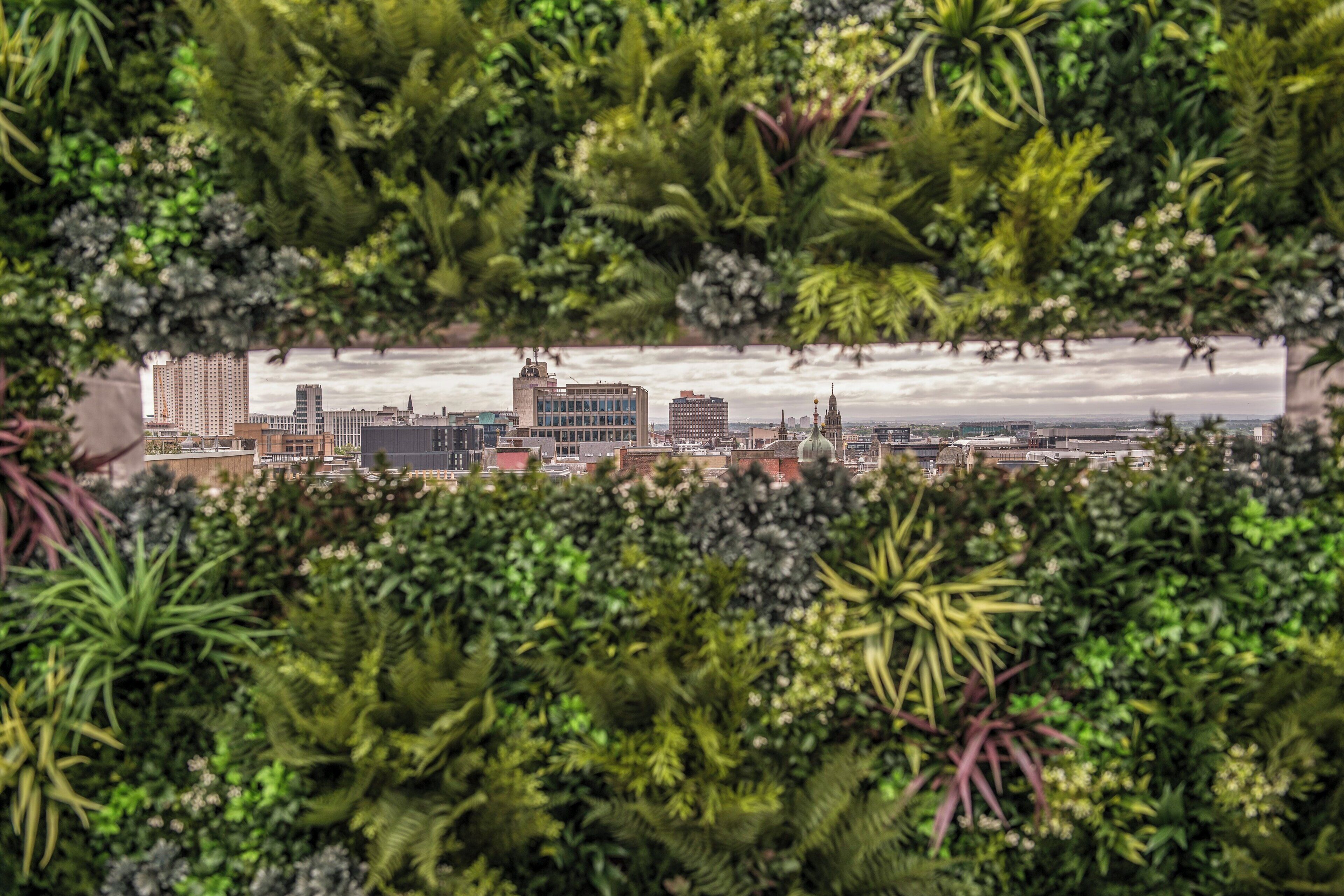 A cityscape viewed through dense foliage.