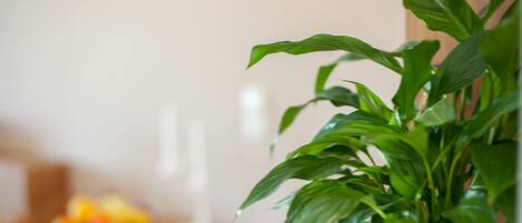 A potted plant with green leaves in a white pot.