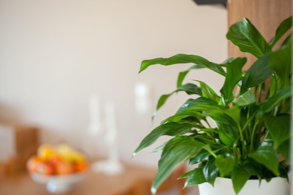 A potted plant with green leaves in a white pot. - Blue Dome Hotel (Platanias)