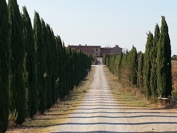 A paved pathway flanked by rows of tall, narrow trees leading to a building with a red roof. - Borgo Beccanella (Asciano)