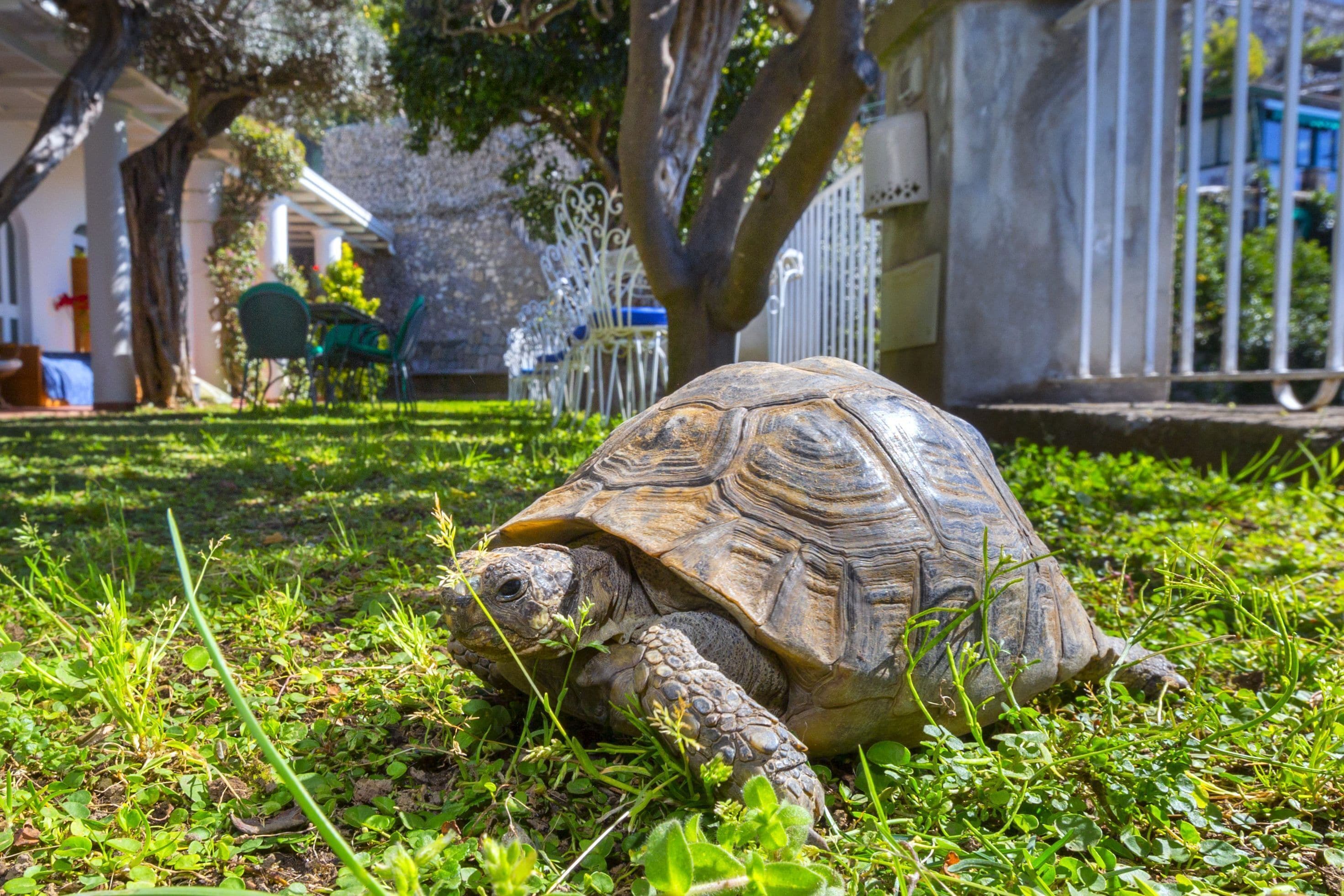 A tortoise on grass with a house and white fence in the background.