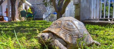 A tortoise on grass with a house and white fence in the background.