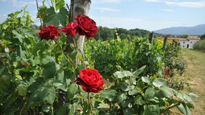 A vineyard with red roses and a wooden post. - Agriturismo Corte Benedetto (Capannori)