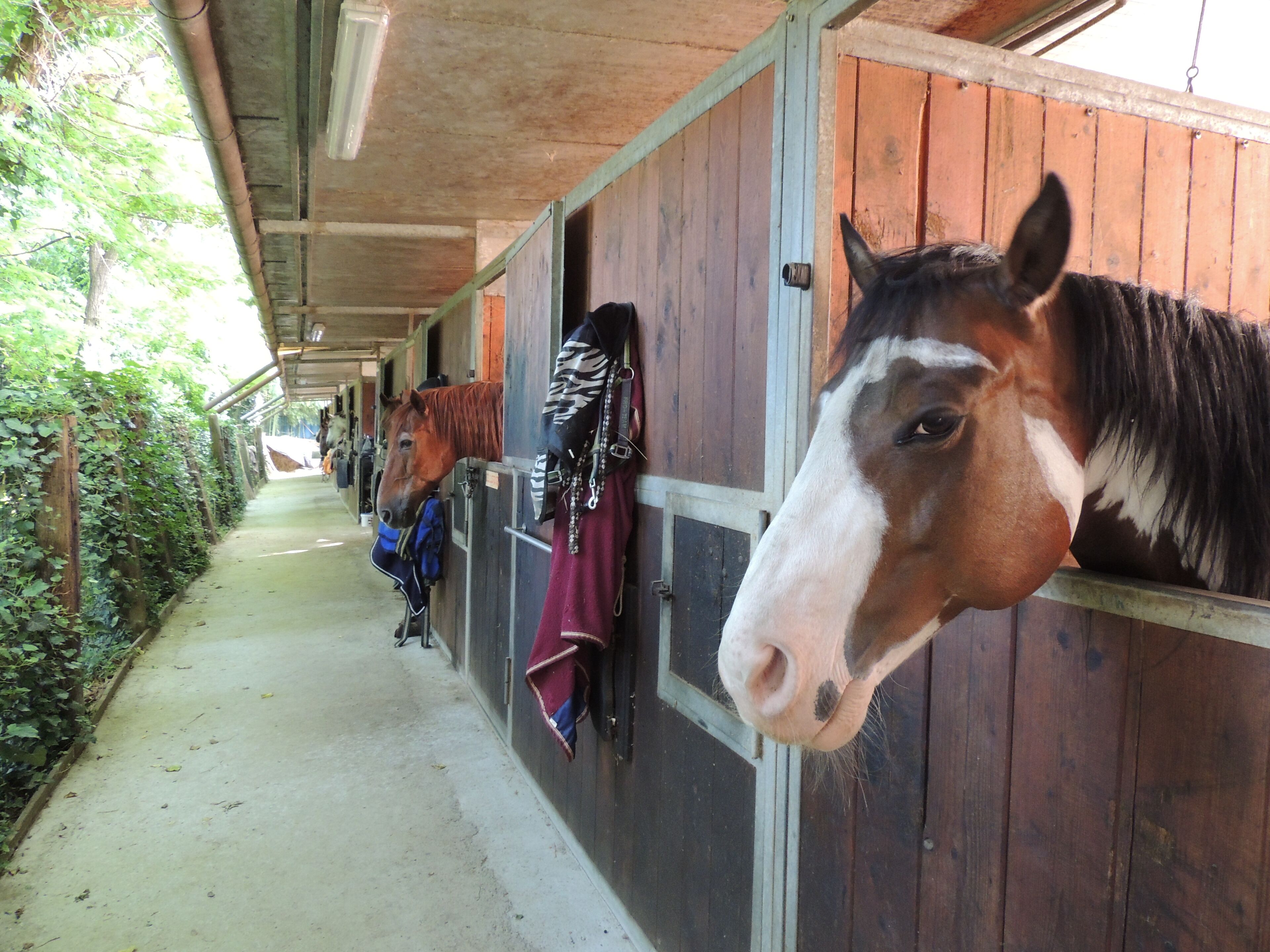 A stable with wooden stalls, a concrete floor, and a covered walkway.