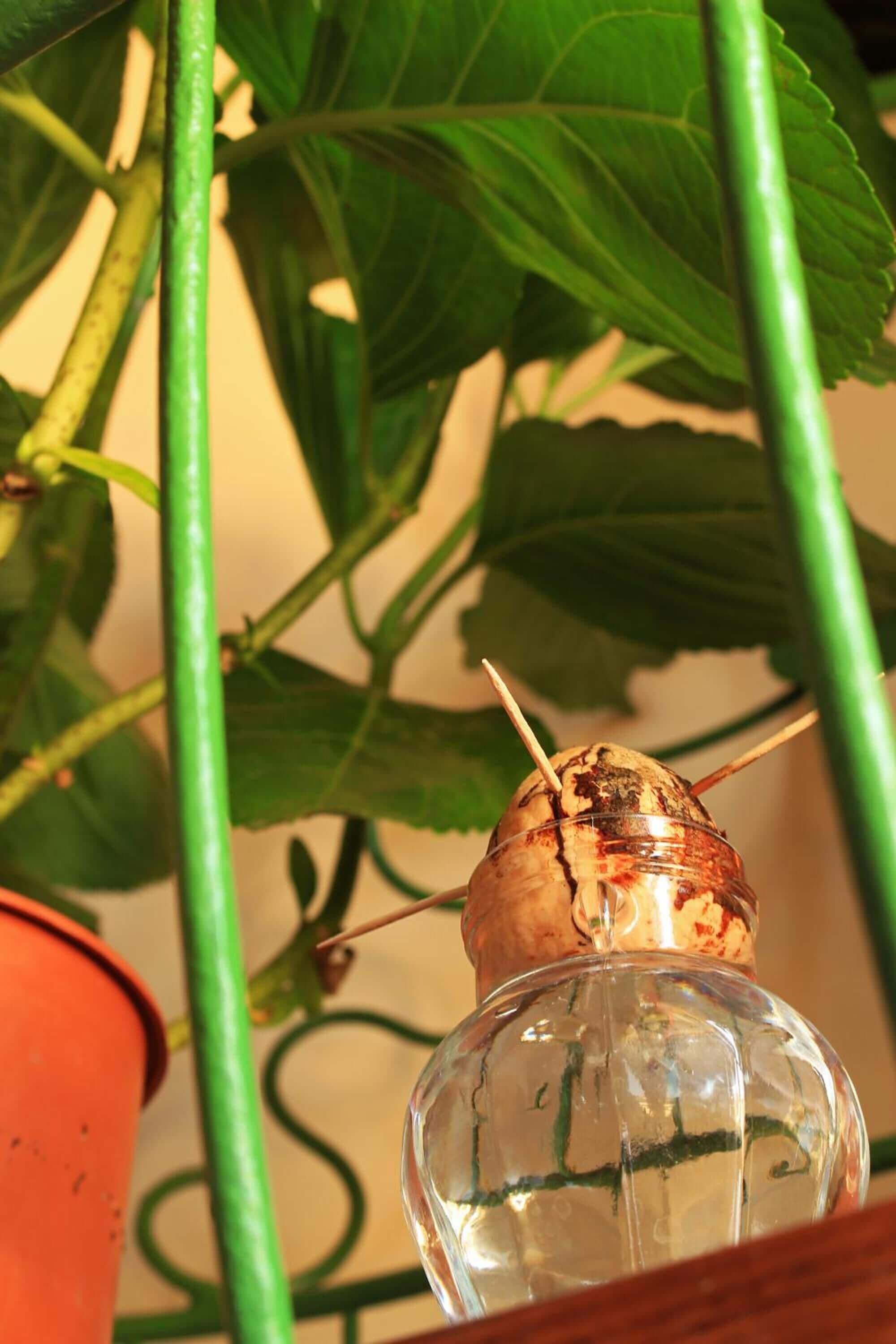 A clear glass bottle with a cork stopper, placed on a wooden surface, surrounded by green plant stems and leaves.
