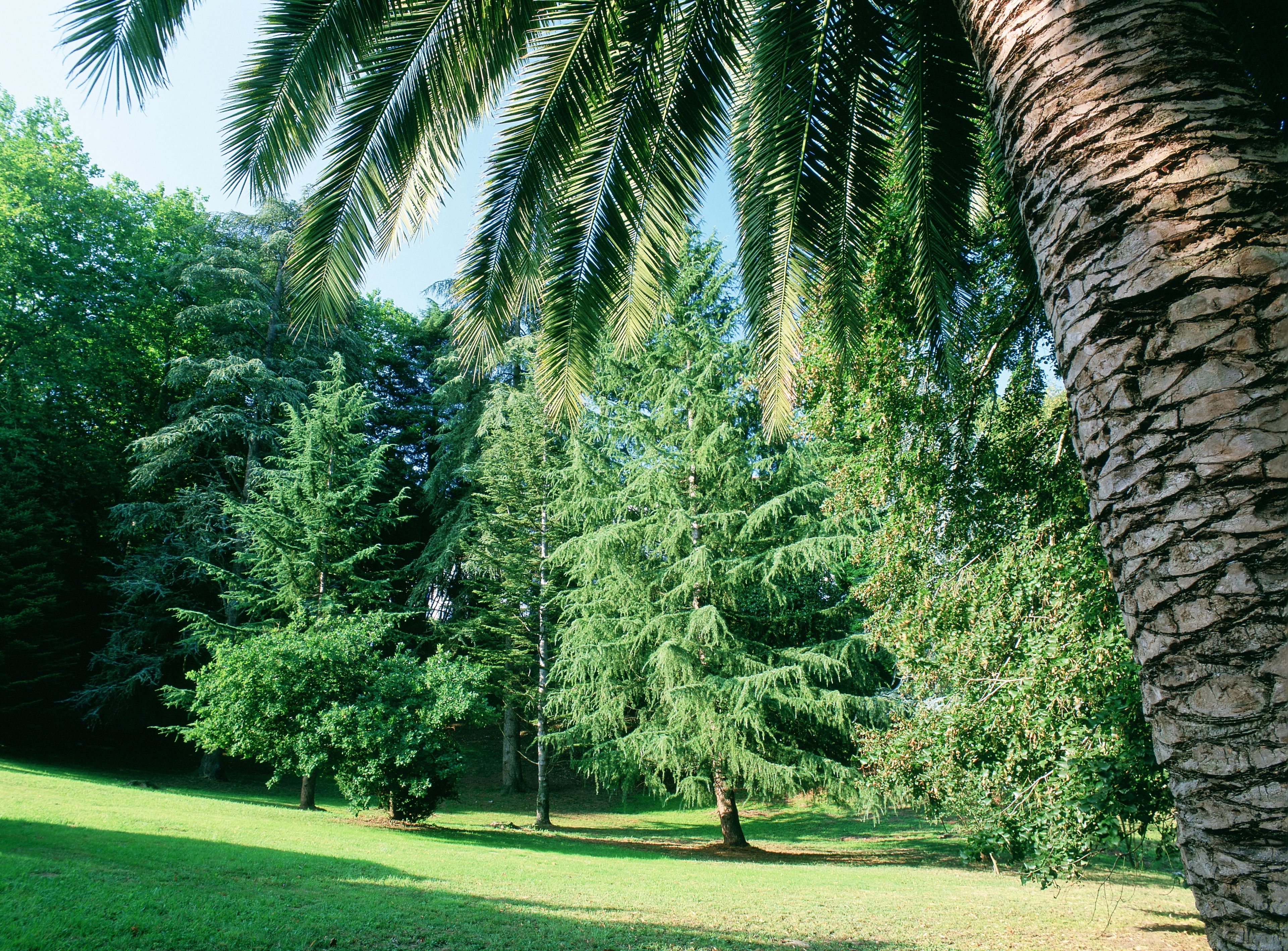 Un parc où l’on trouve différentes espèces d’arbres, dont un palmier particulièrement imposant.