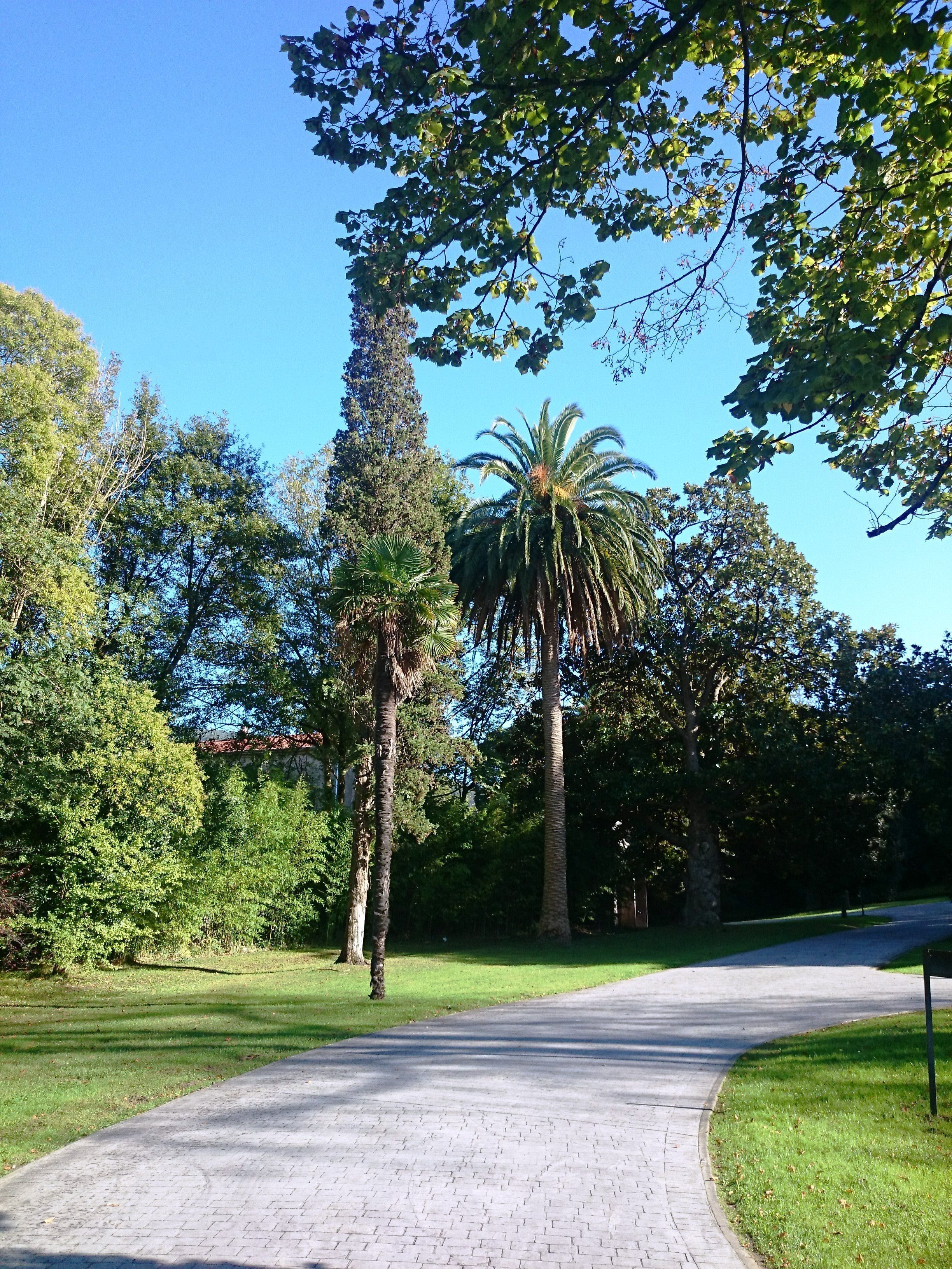 Ein gepflasterter Weg in einem Park mit verschiedenen Bäumen und einer Palme.