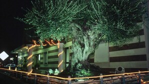 A building with a large tree in front, illuminated by string lights. - Maritan Hotel & Spa (Padova)