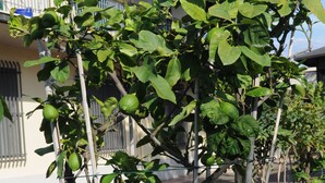 A potted tree with green leaves and a metal support structure. - Marinetta Bed & Breakfast (Signa)