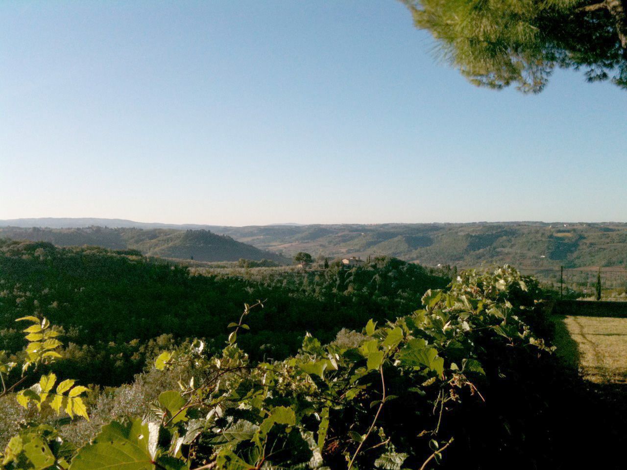 Un paysage de vignoble avec des collines ondoyantes et un ciel dégagé.