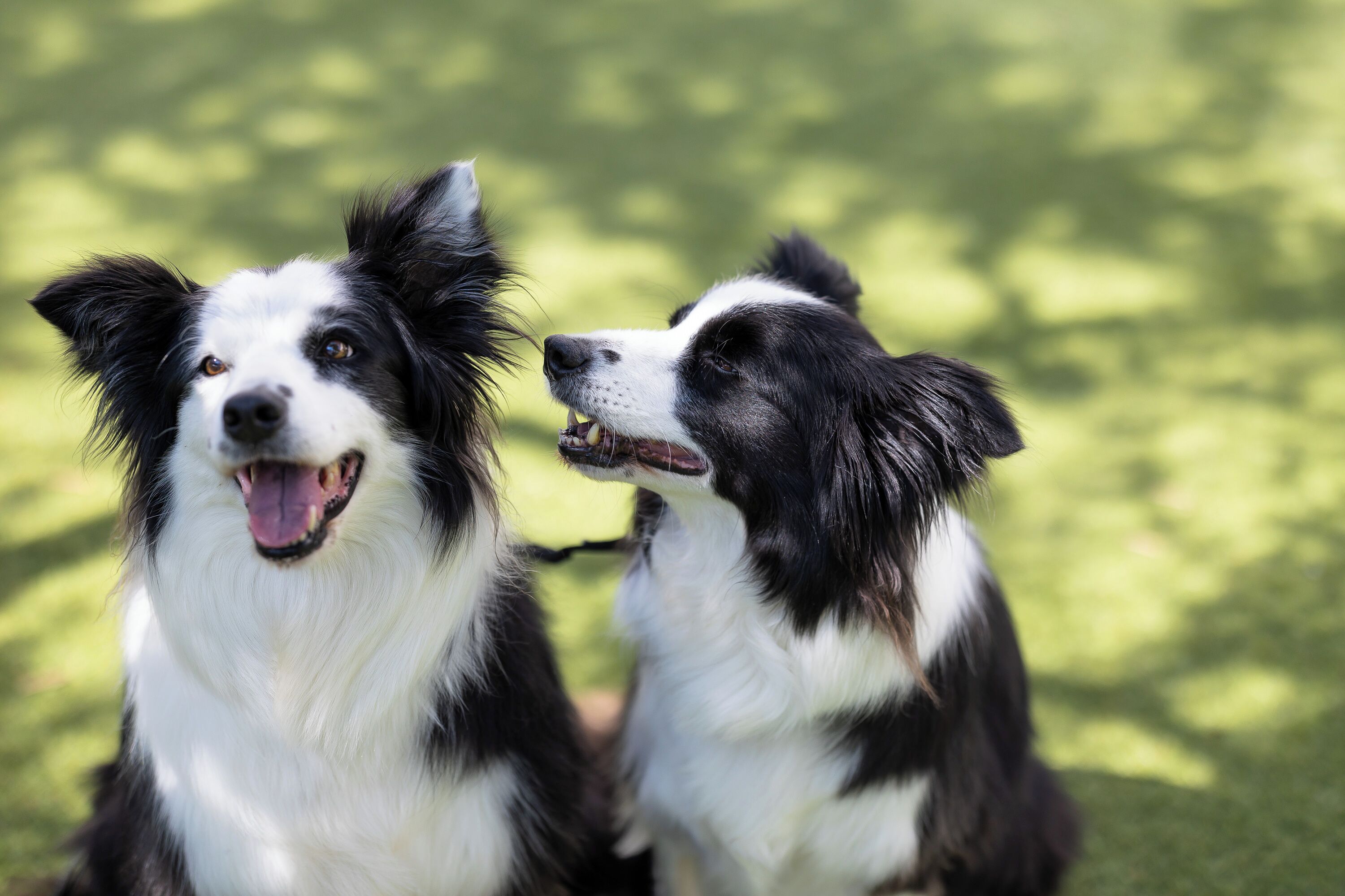 To hunde i en græsbevokset udendørs område.