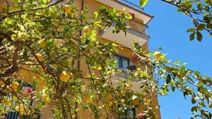 Un edificio con balcones y un árbol con frutos amarillos al frente.