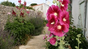 Un sentier de jardin bordé de fleurs aux couleurs vives et un mur de pierres.