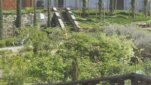 A garden with a stone staircase leading to a white building with blue shutters. - Grand Hotel Entourage Palazzo Strassoldo (Gorizia)