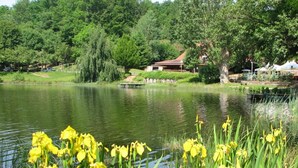 A serene lake with yellow iris flowers in the foreground, surrounded by lush greenery and a gazebo-like structure. - VVF Les Vosges Bitche (Bitche)