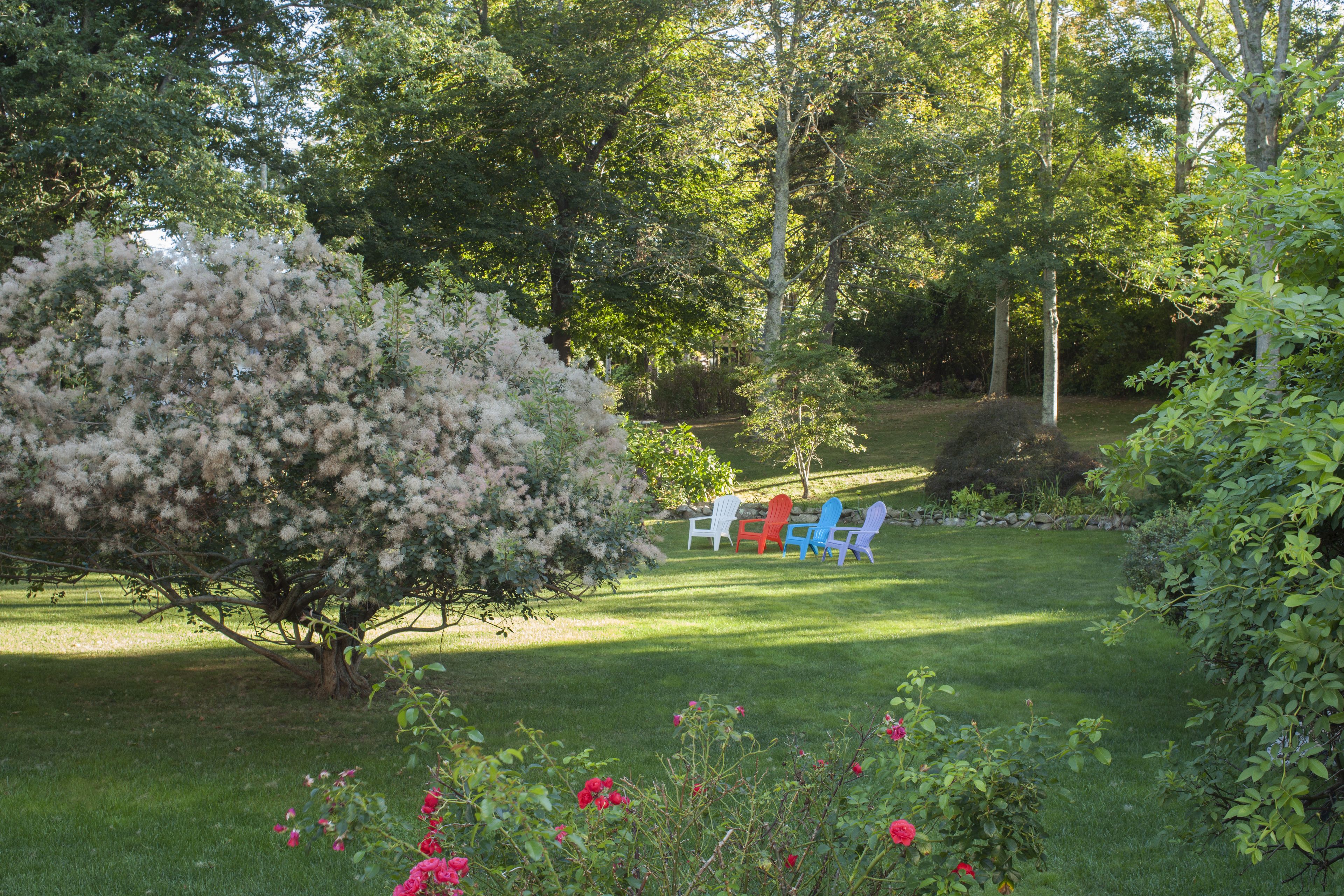 A garden with a large tree, a lawn, and three colorful Adirondack chairs.