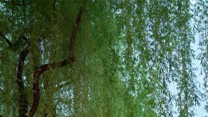Un espace de restauration en plein air, paisible et accueillant, avec une table dressée pour un repas, entouré d’une végétation luxuriante et bordé d’un plan d’eau calme.