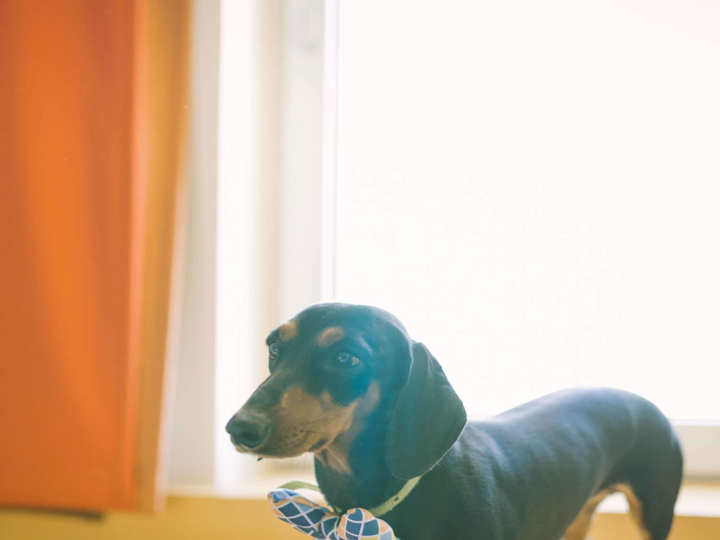 A dog indoors with a window in the background.