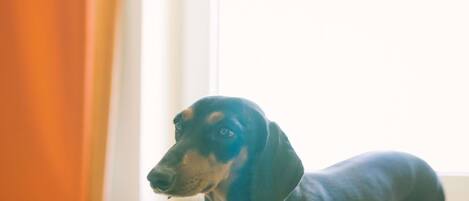 A dog indoors with a window in the background.