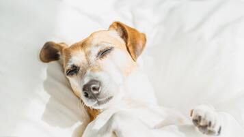 A dog sleeping on a white bed.
