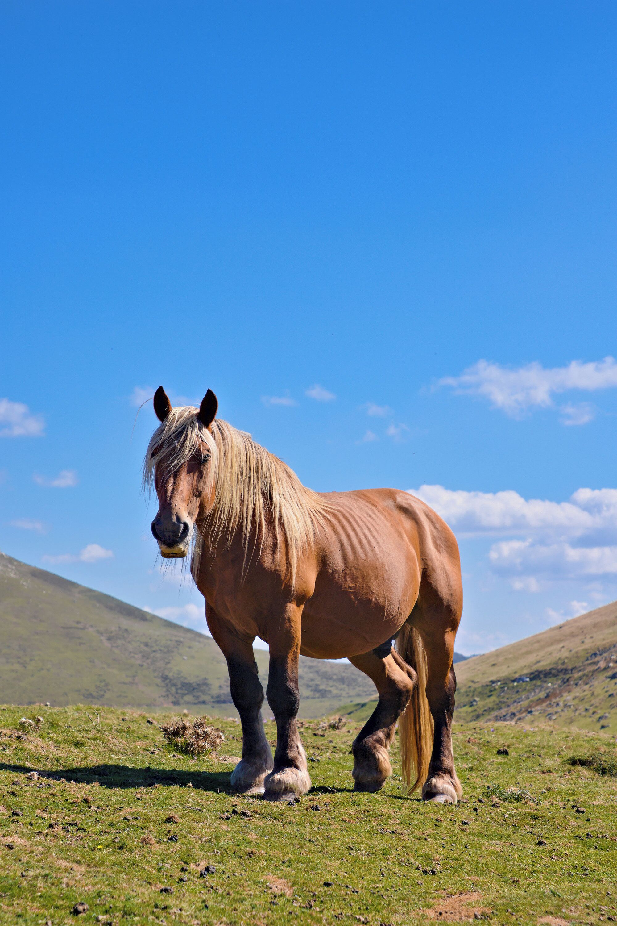 Un caballo de pie en un campo cubierto de hierba, con un cielo azul despejado al fondo.
