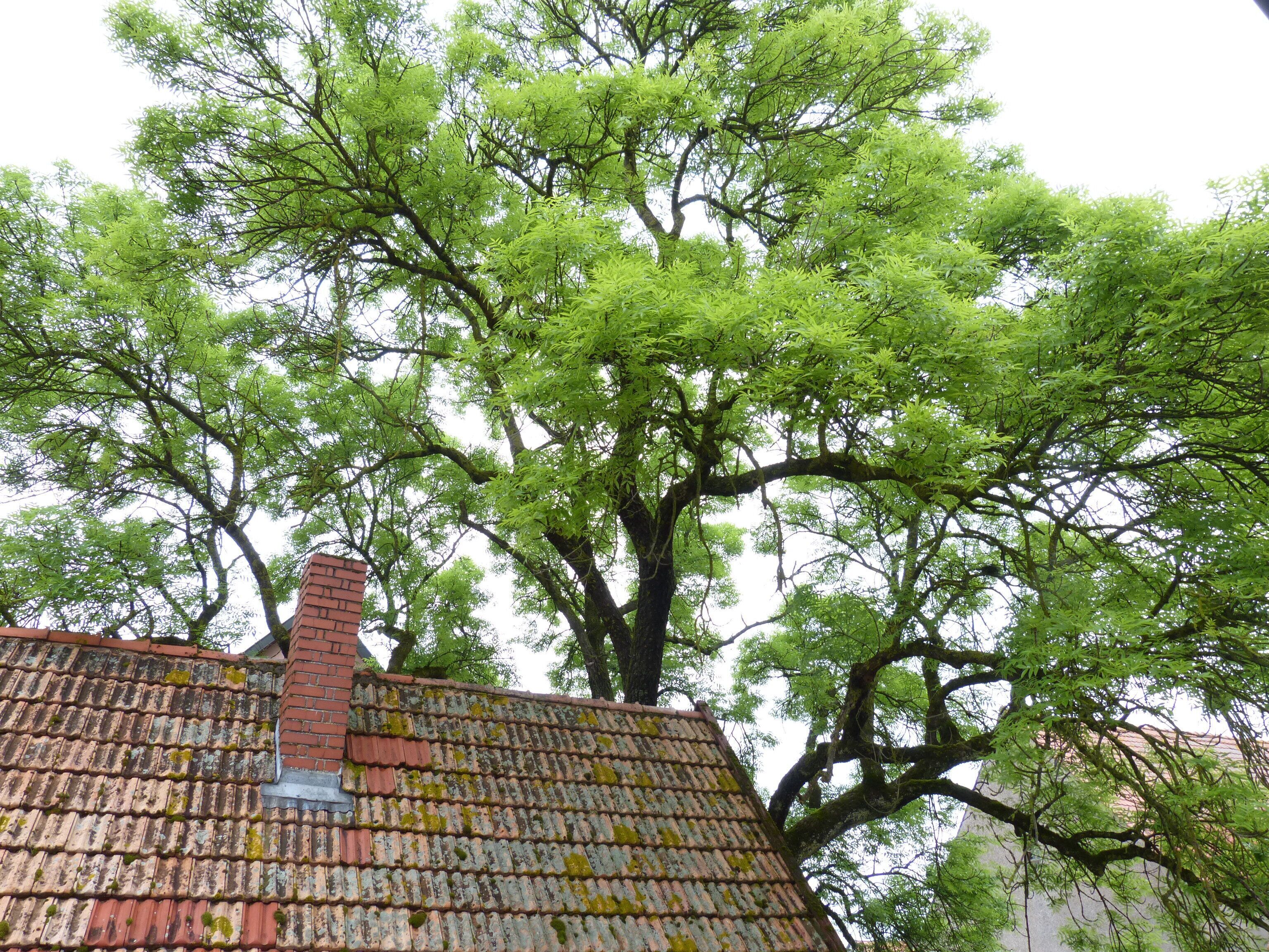 family double room single use, 2 single beds | view from room