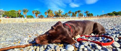 Un chien allongé sur une surface de galets, avec un collier rouge, entouré de palmiers et sous un ciel bleu clair.