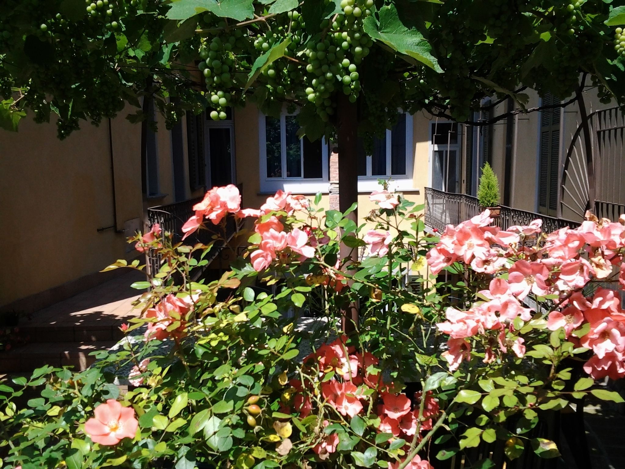 Ein Garten mit blühenden rosa Rosen und grünen Trauben an einem Baum, ein gelbes Gebäude im Hintergrund und ein schwarzer Metallzaun.
