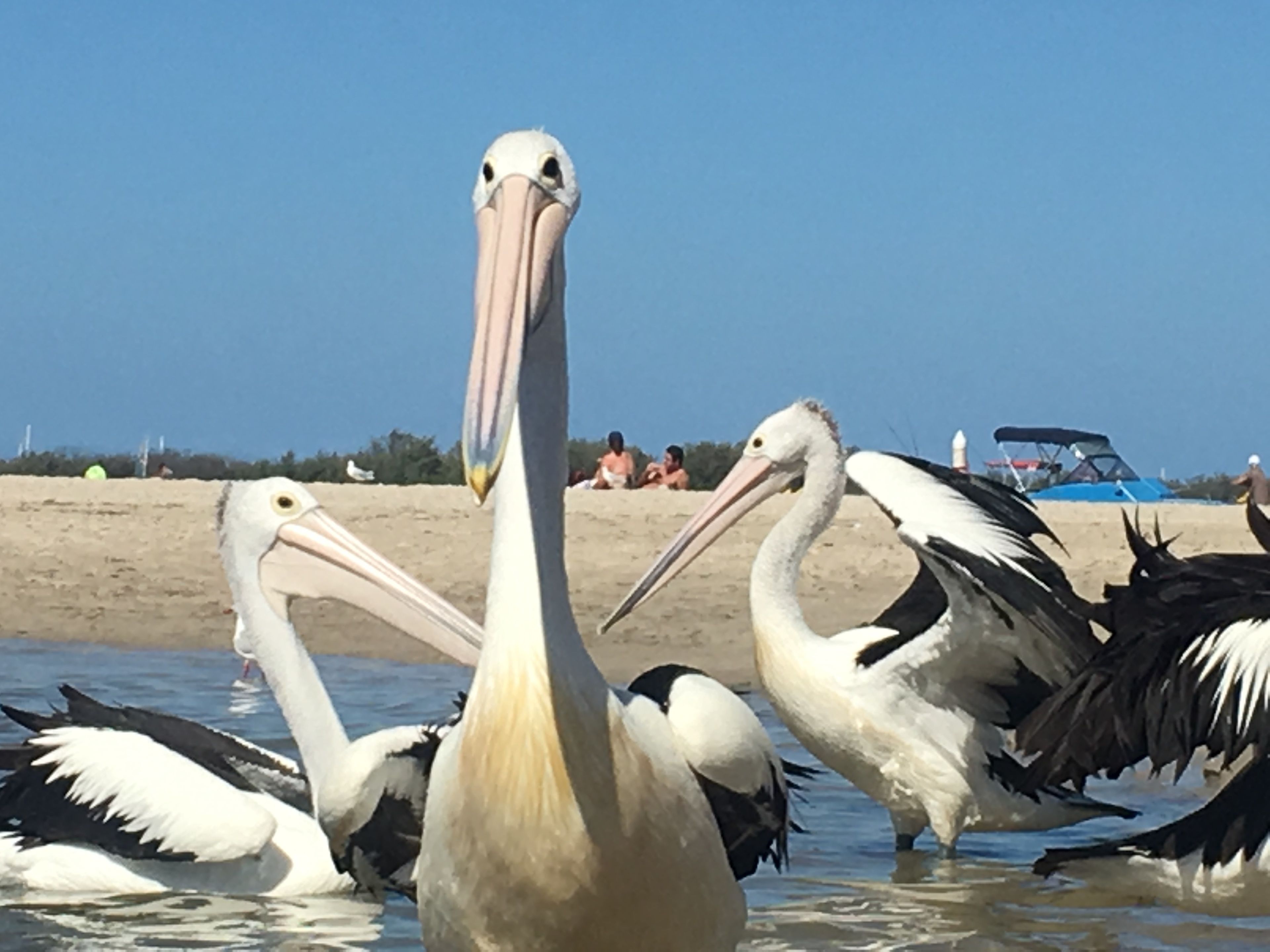 Eine Strandansicht mit mehreren Pelikanen im Wasser.