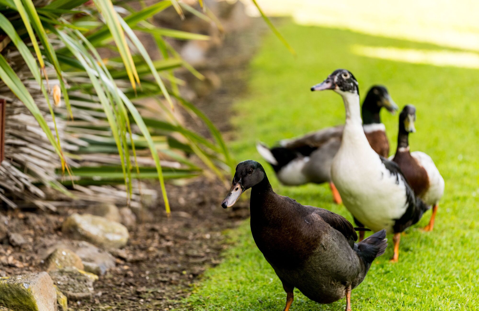A group of ducks on a grassy area with a stone path and some greenery.