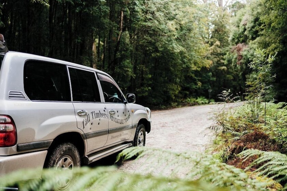 Tall Timbers Tasmania by null