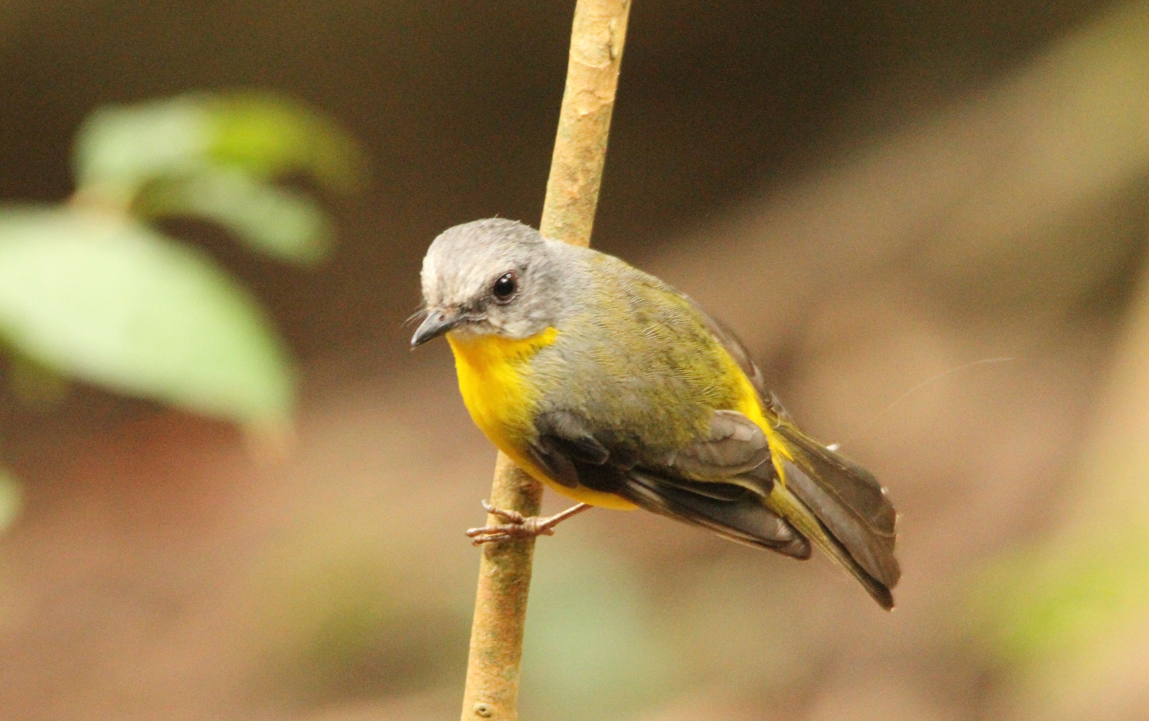 A small bird perched on a branch.