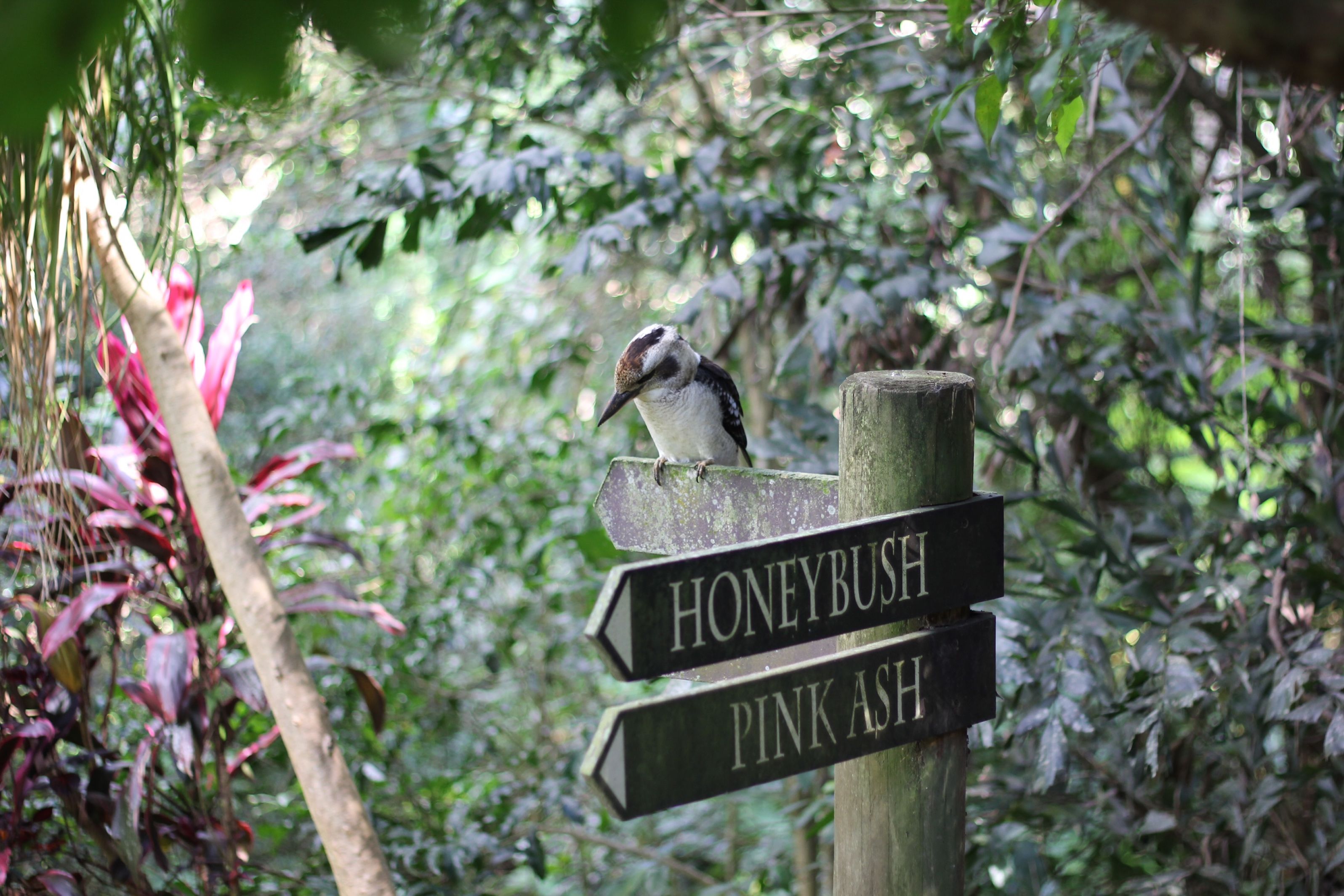 A wooden signpost with directional arrows pointing to 'Honeybush' and 'Pink Ash' amidst a dense green forest.