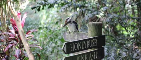 A wooden signpost with directional arrows pointing to 'Honeybush' and 'Pink Ash' amidst a dense green forest.
